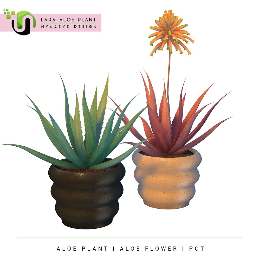 ND Lara Aloe Plant Prev 01