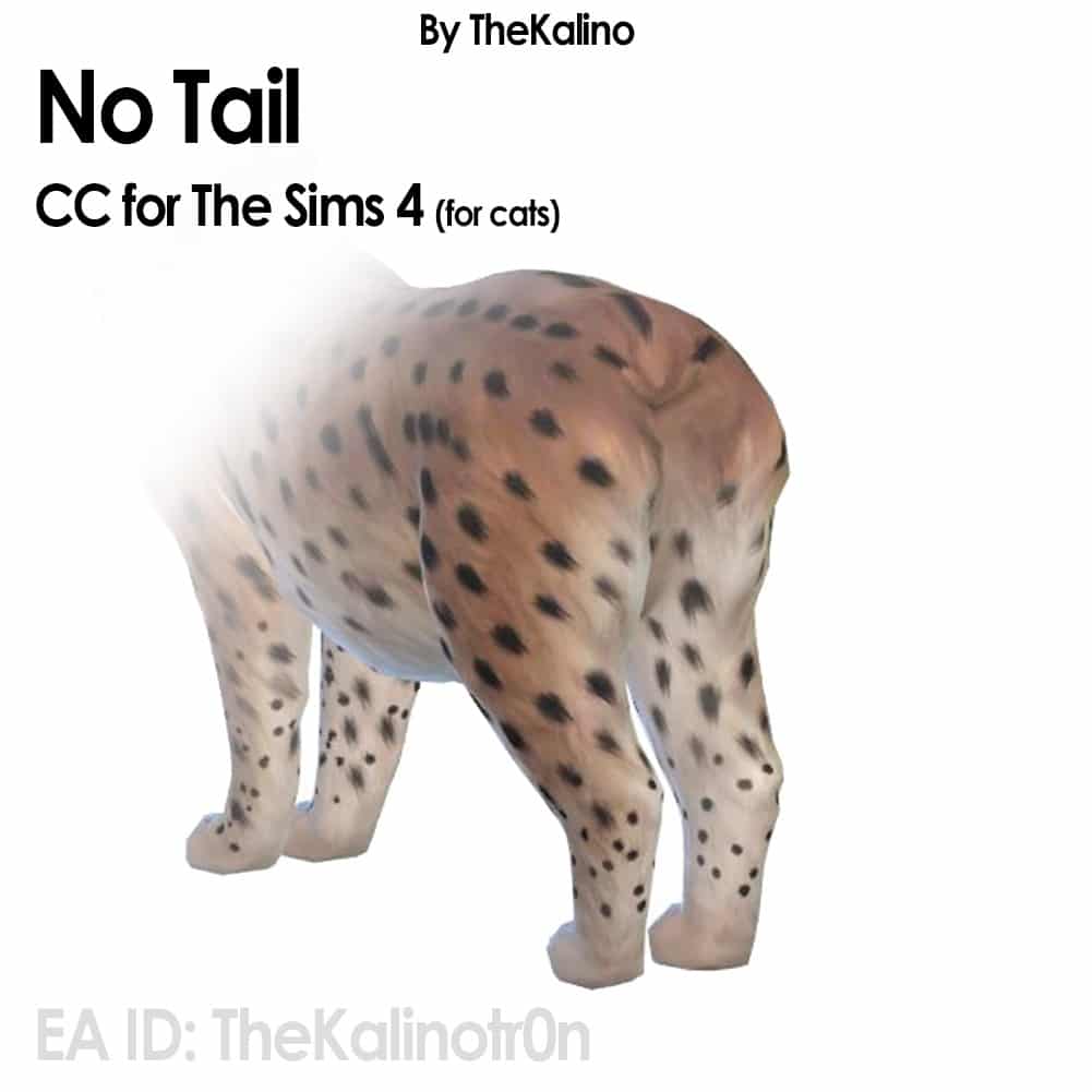 notail cat