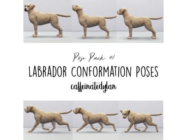Alpha Canine Captures: Mastering Labrador Conformation Poses (With Pets & Accessories)