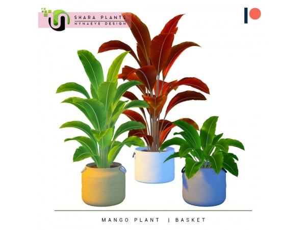 Shara’s Oasis: Mango Plant Magic (Accessories & Decor Essentials)