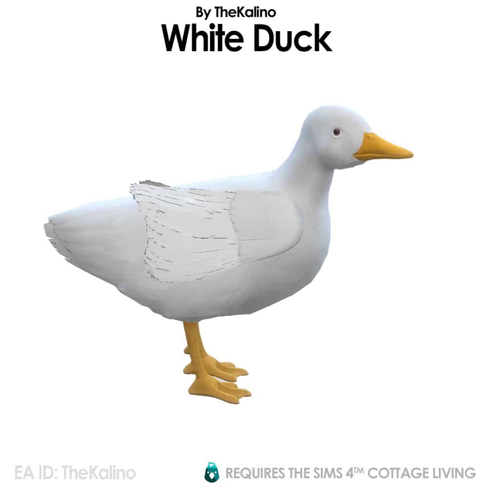 White Duck